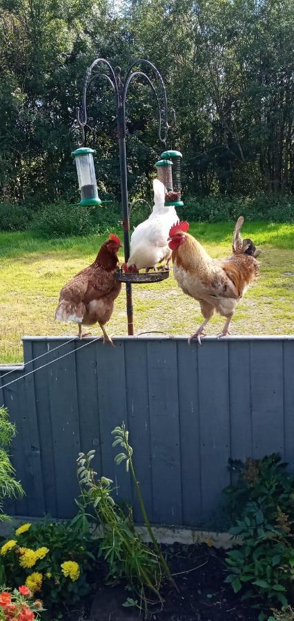 Pant Glas Barn Llanbrynmair المظهر الخارجي الصورة